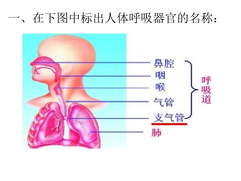 19、运动与呼吸_第2页