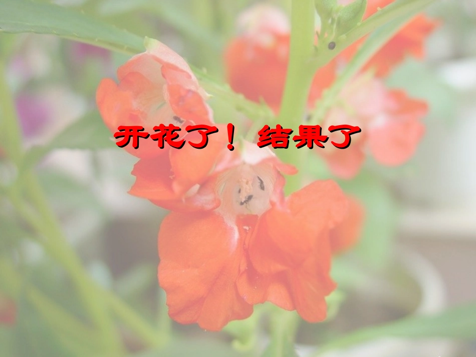 第一单元《6开花了结果了》_第1页