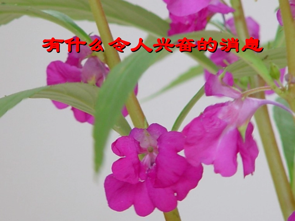 第一单元《6开花了结果了》_第2页
