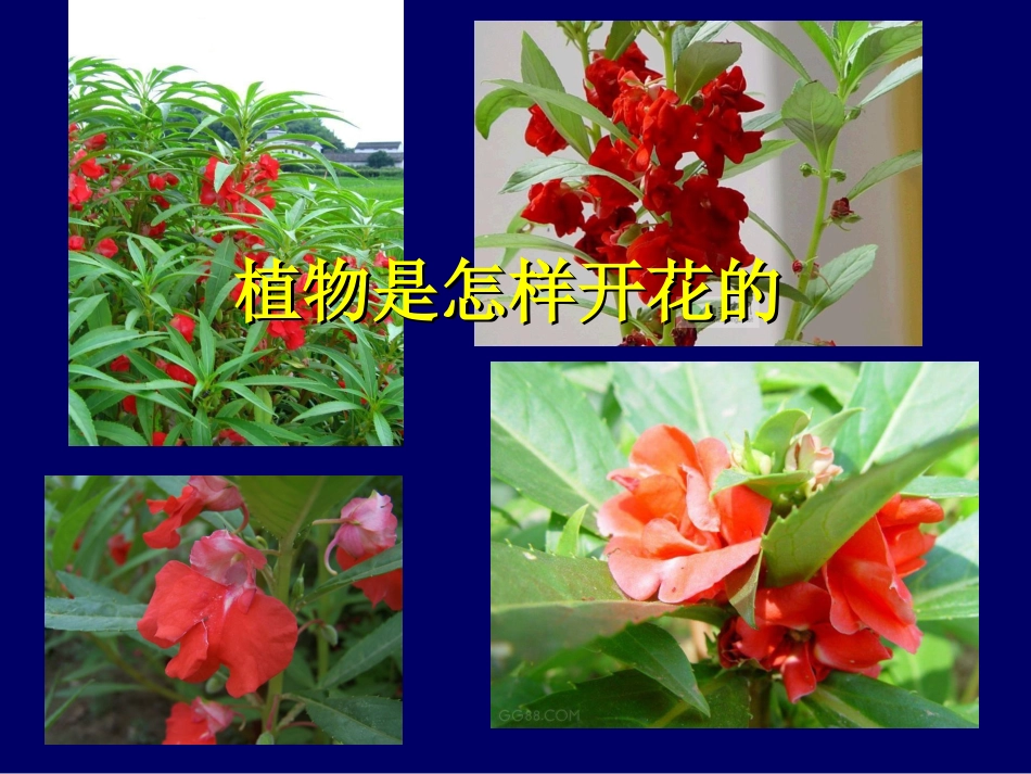 第一单元《6开花了结果了》_第3页