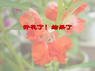 第一单元《6开花了结果了》