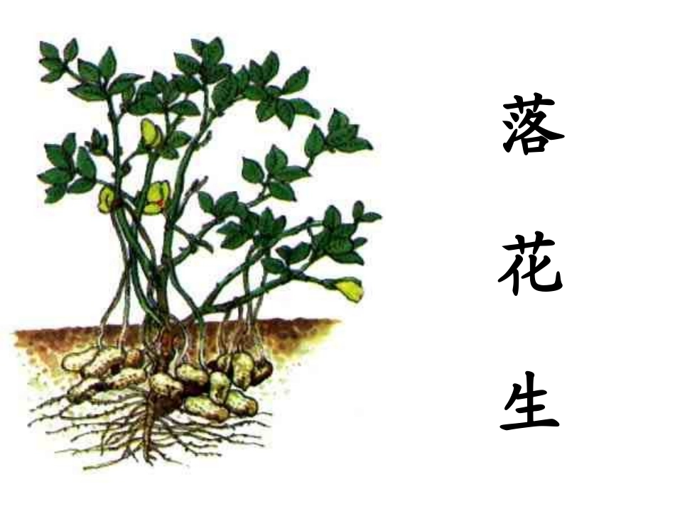 落花生—课时2_第2页