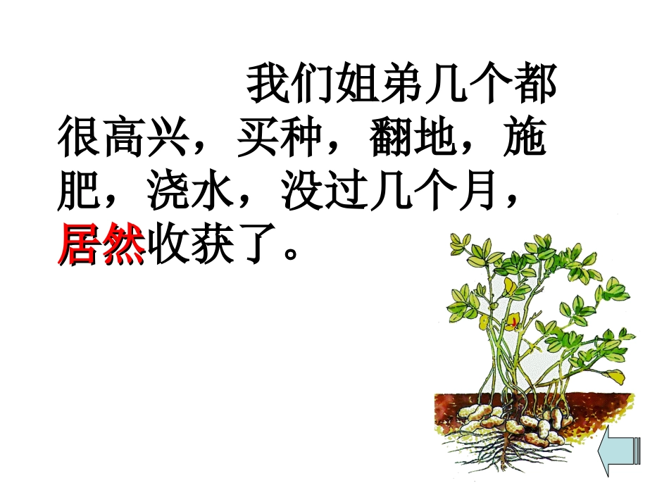 落花生—课时2_第3页