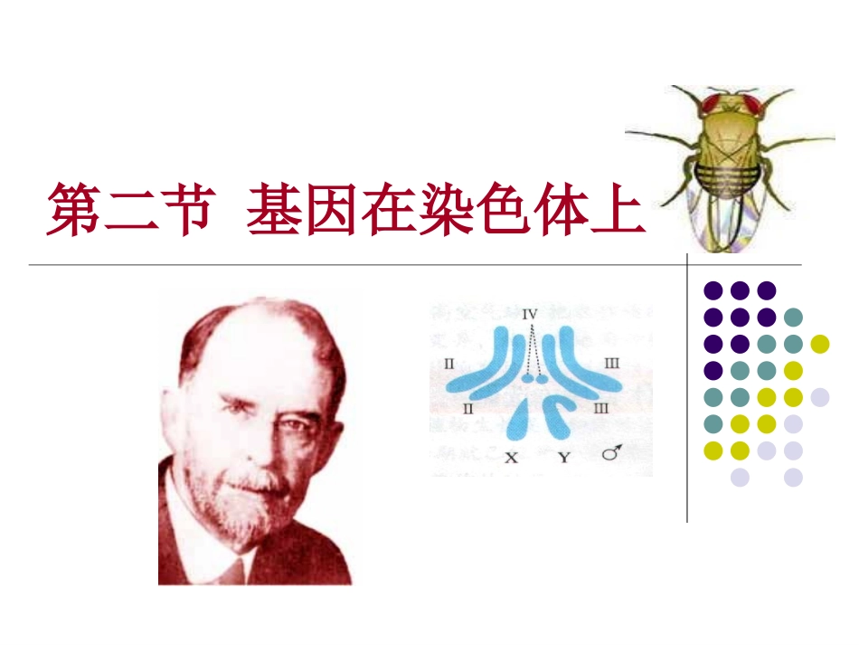 基因在染色体上_第1页