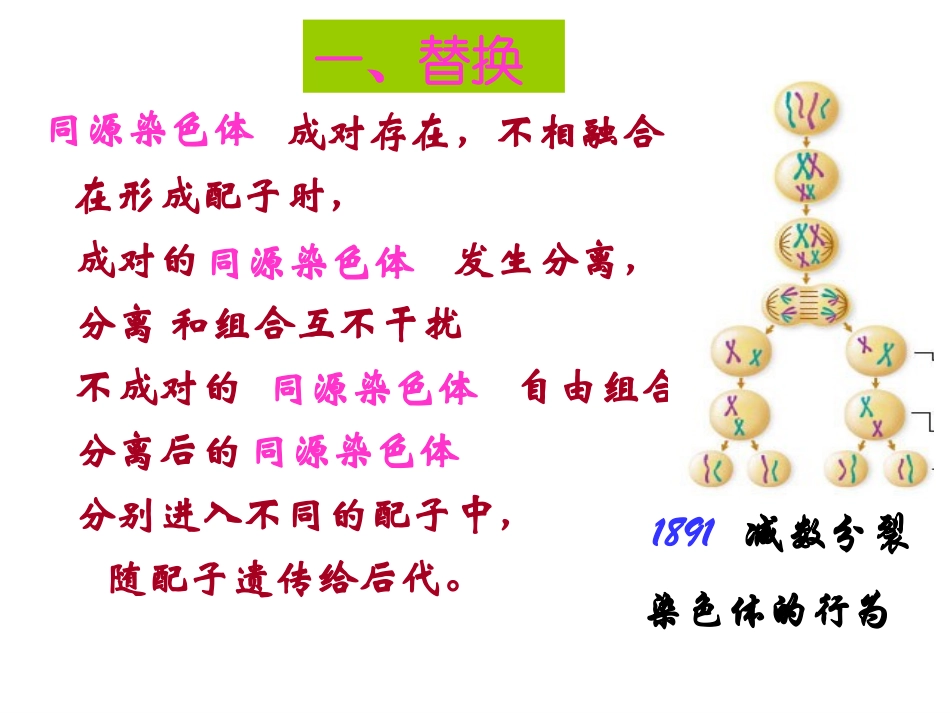 基因在染色体上_第2页