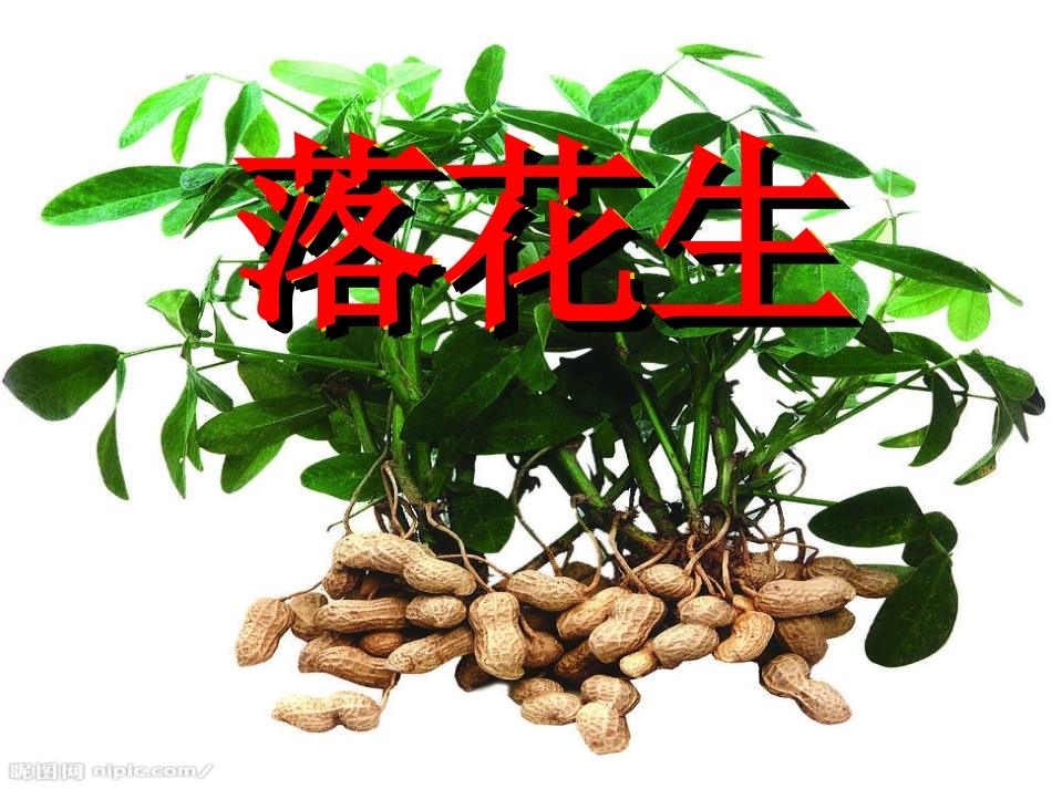 落花生演示文稿_第3页