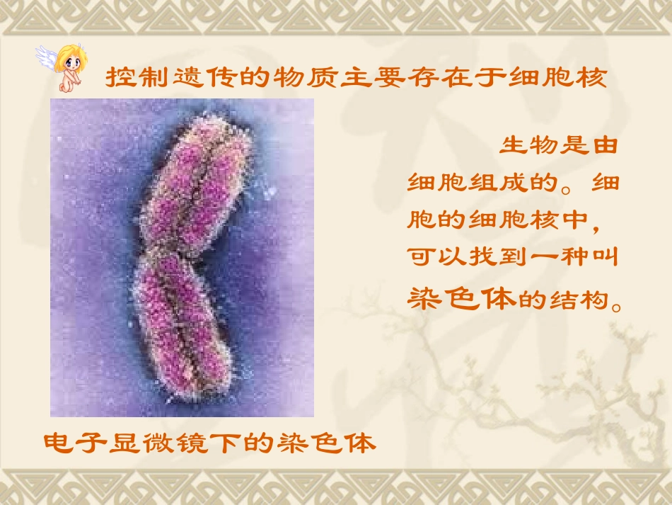 2、-性状遗传的物质基础_第3页