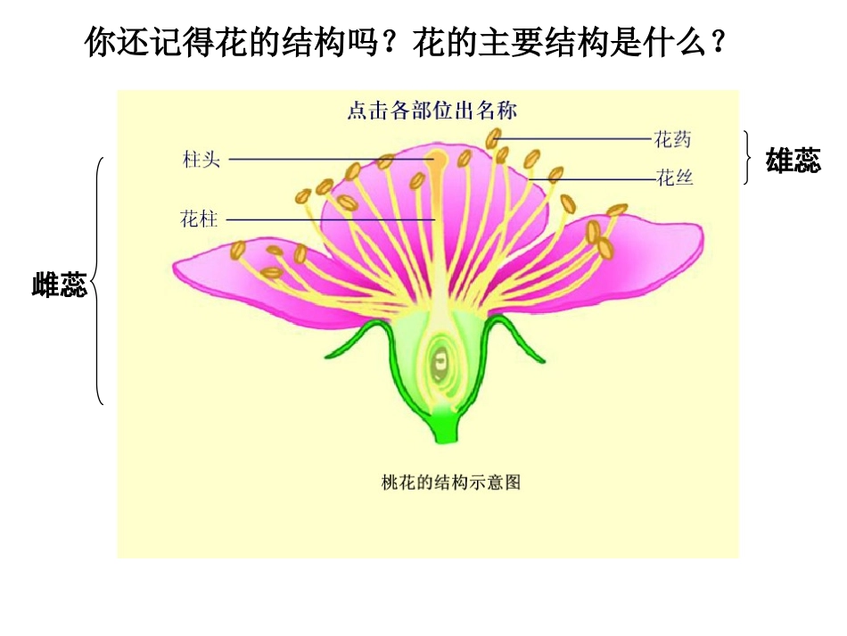 191植物的生殖_第3页