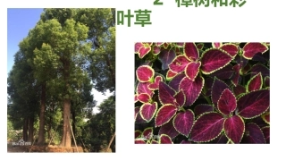 2樟树和彩叶草