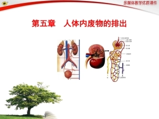 第五章人体内废物的排出 (2)