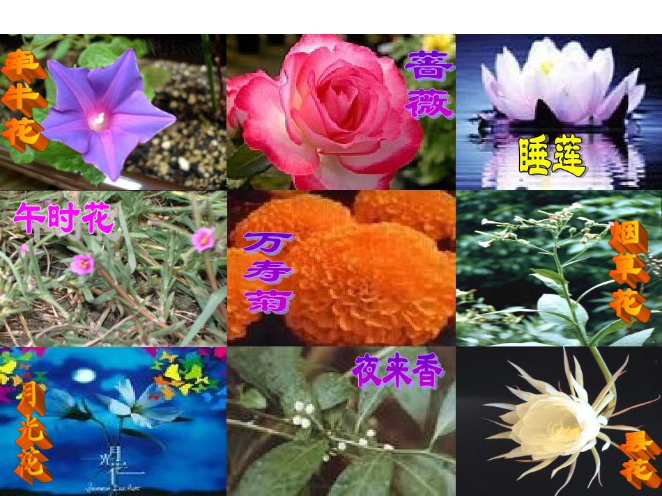《花钟》课件_第2页