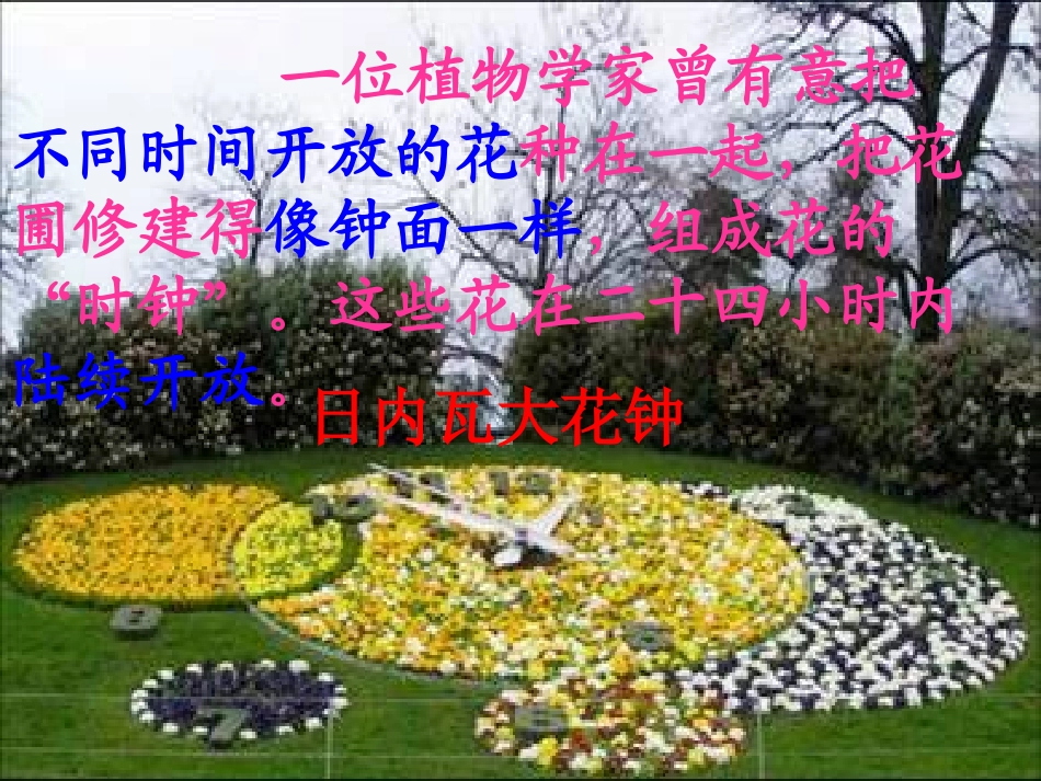 《花钟》课件_第3页
