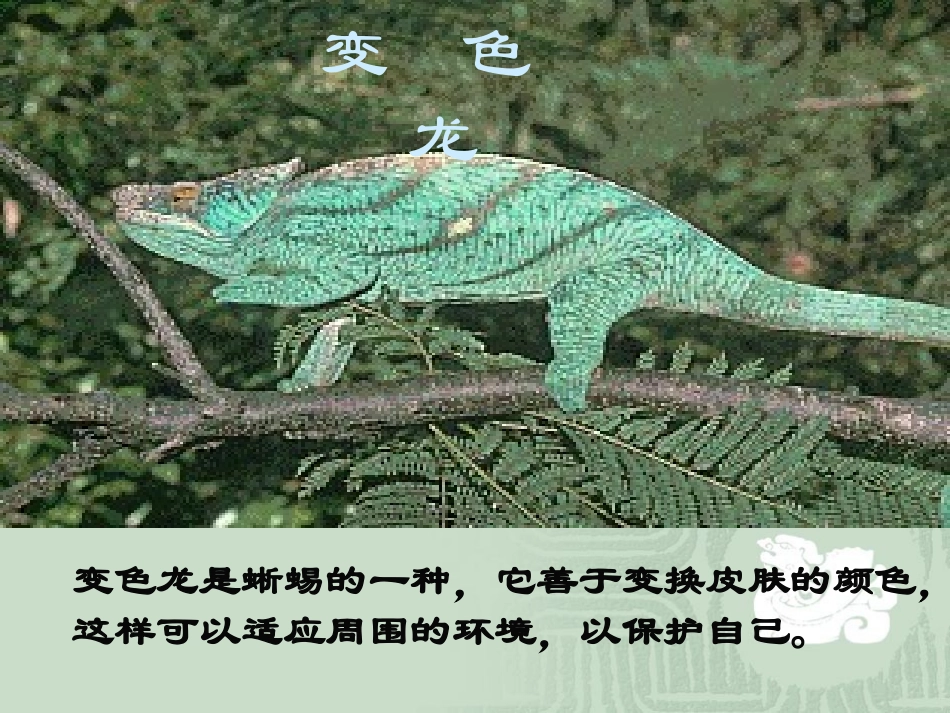 《变色龙》课件_第2页