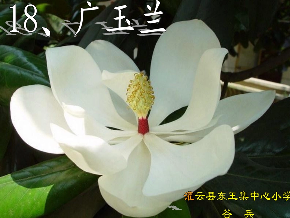 18《广玉兰》PPT课件(苏教版六年级语文下册课件)[1] (2)_第1页