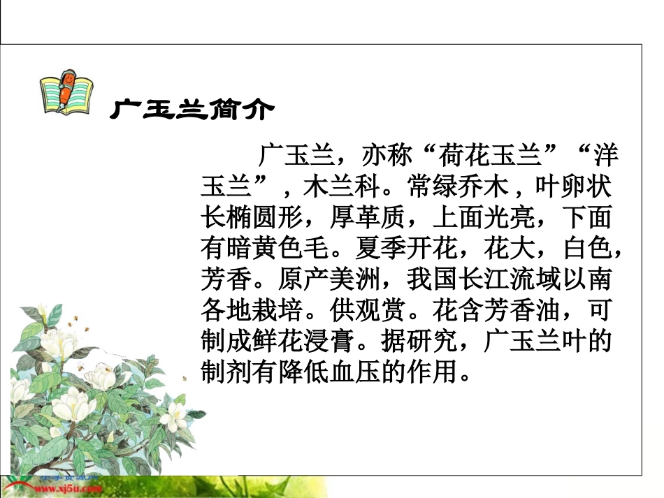 18《广玉兰》PPT课件(苏教版六年级语文下册课件)[1] (2)_第3页