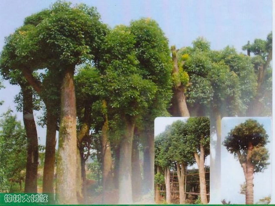 5[1]1课件森林中的植物_第2页