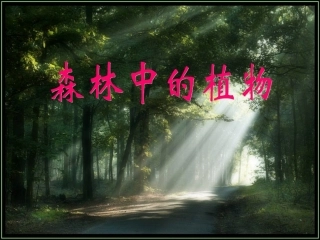 5[1]1课件森林中的植物