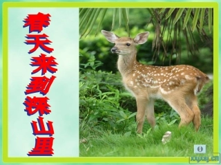 第二板块春天来到深山里 (3)