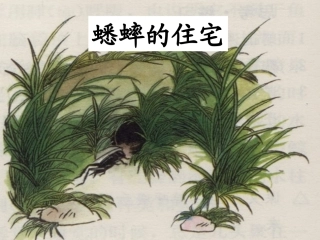 7蟋蟀的住宅2