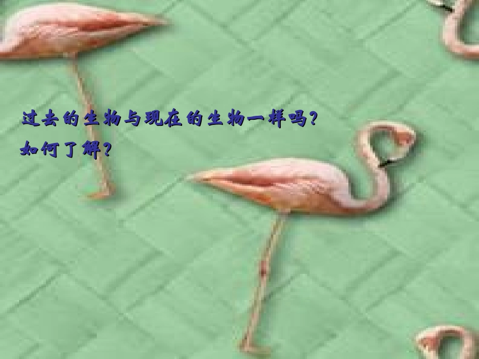 生物进化的历程_第2页