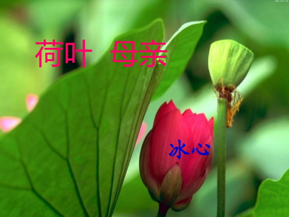 第24课《散文诗两首》(荷叶)课件2(人教新课标七年级上)_第2页
