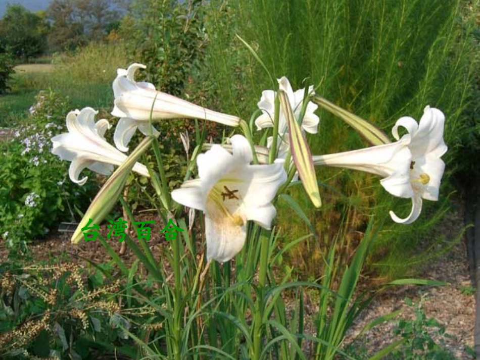 心田上的百合花_第2页