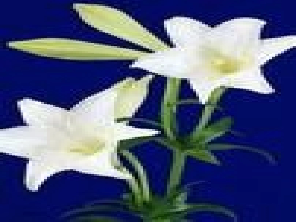 心田上的百合花_第3页