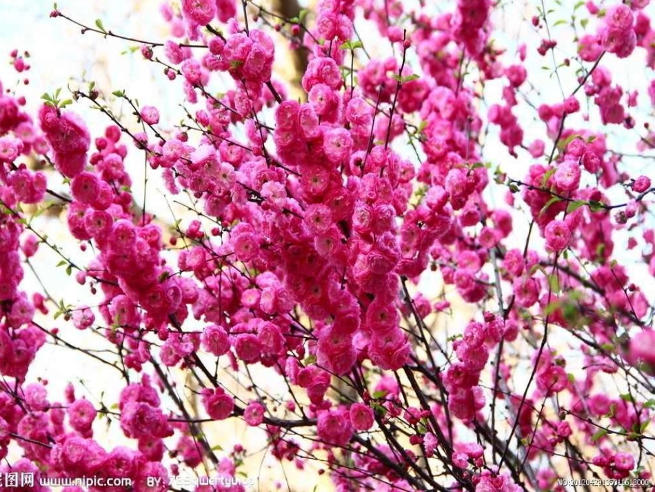 桃花源记教学2_第2页