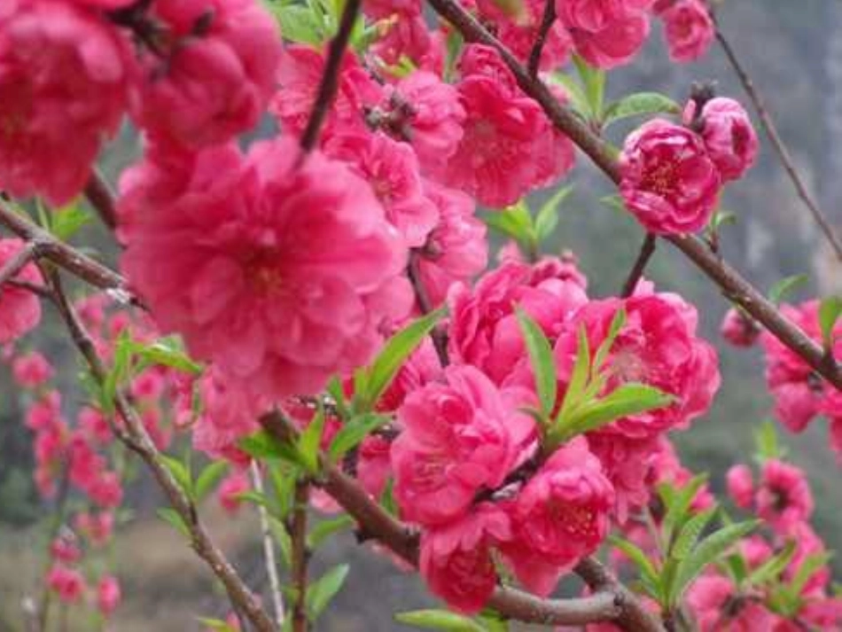 桃花源记教学2_第3页