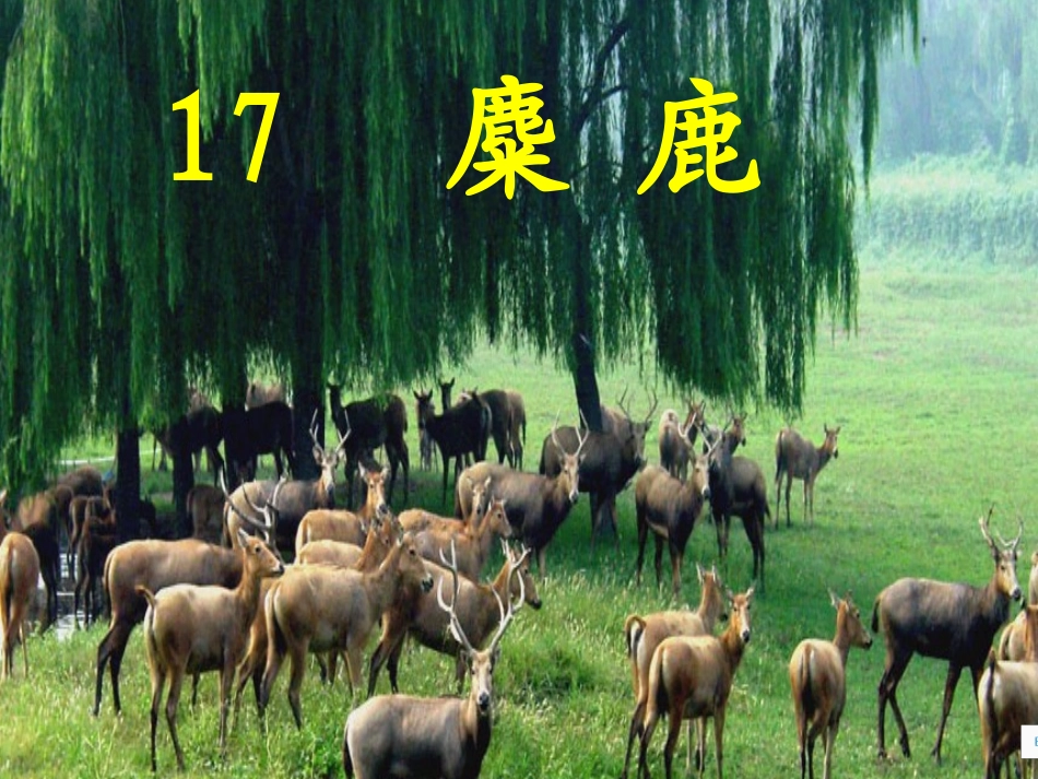苏教版六上麋鹿_第1页