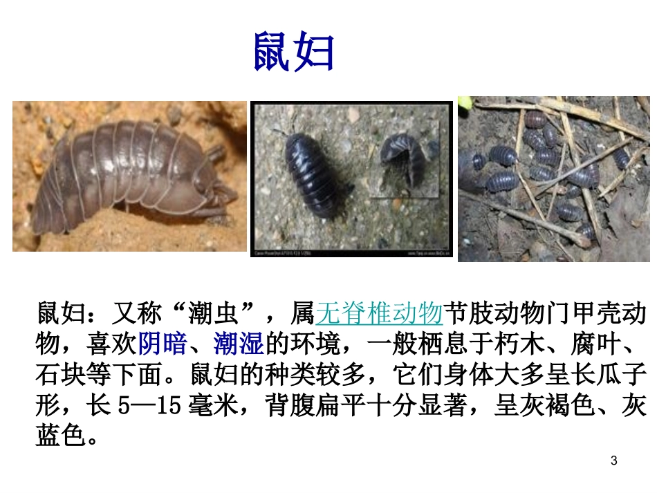 432土壤中小动物类群丰富度的研究-很好_第3页