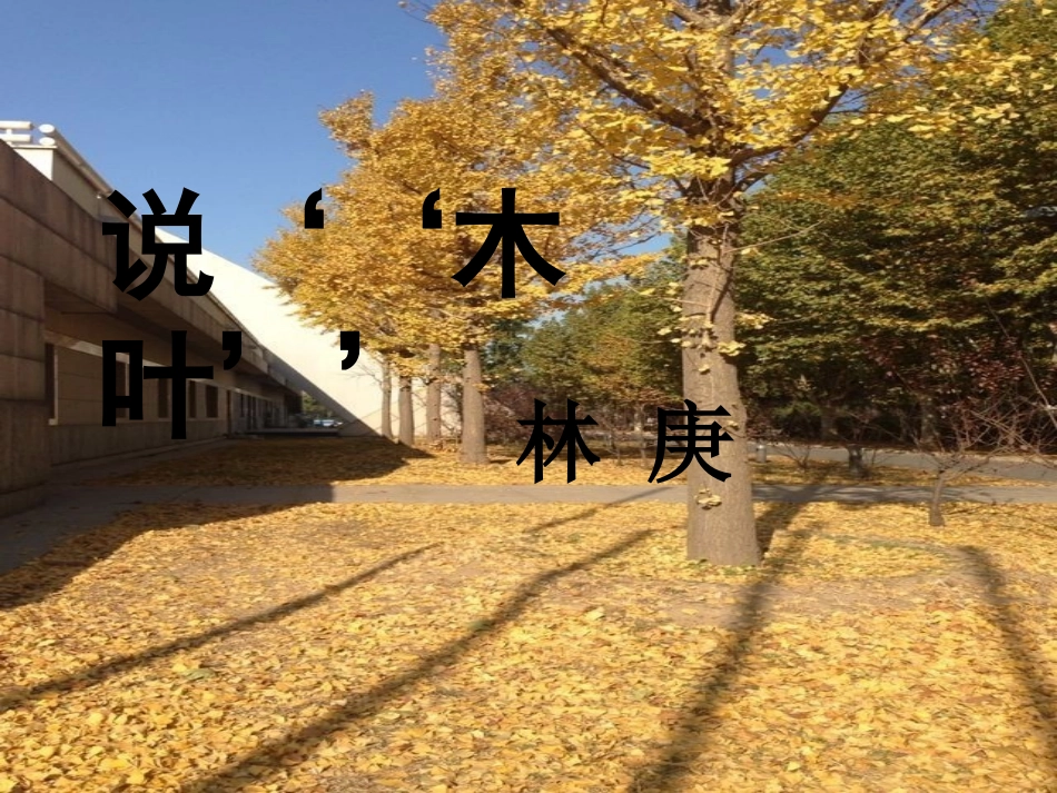 说木叶公开课_第1页
