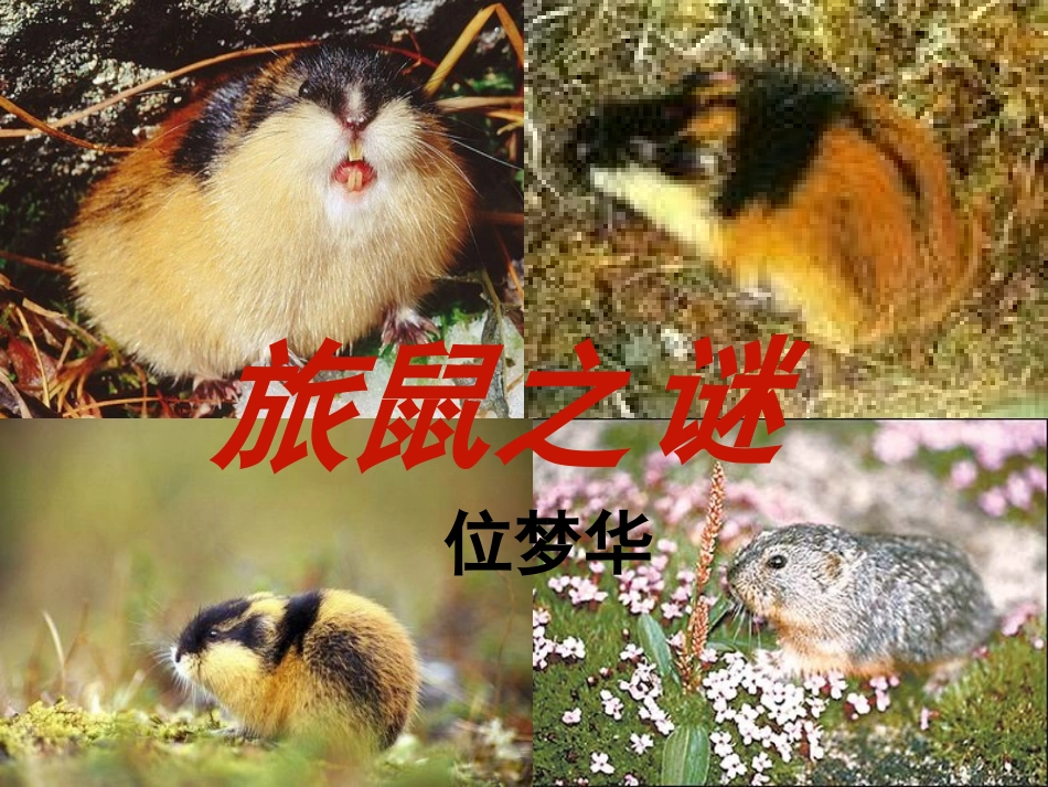 旅鼠之谜 (4)_第1页