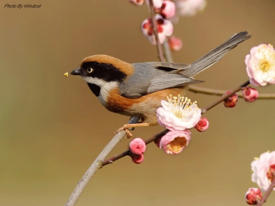 美丽地球幻灯片ok_第1页
