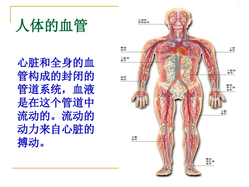 第二节血液循环_第2页