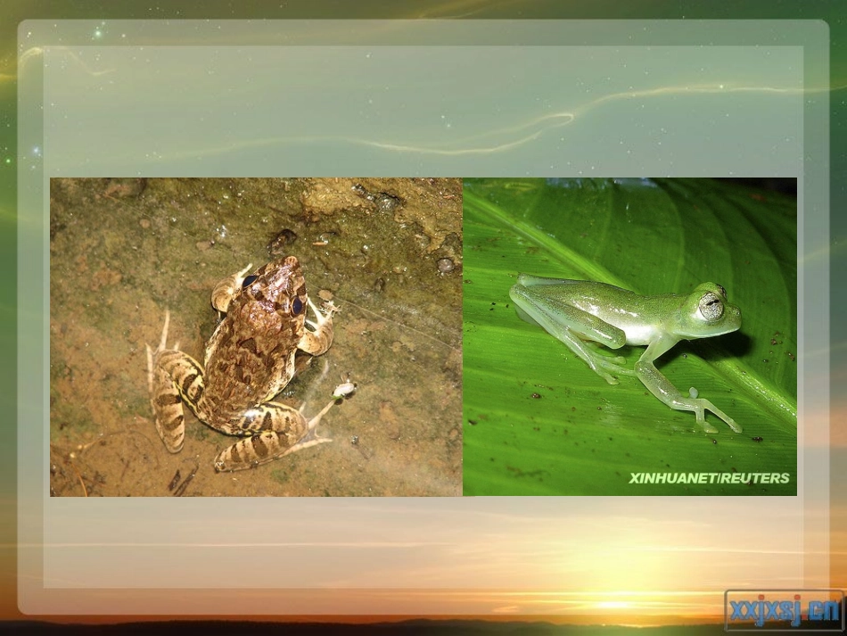 第七节__谁选择了它们_第3页