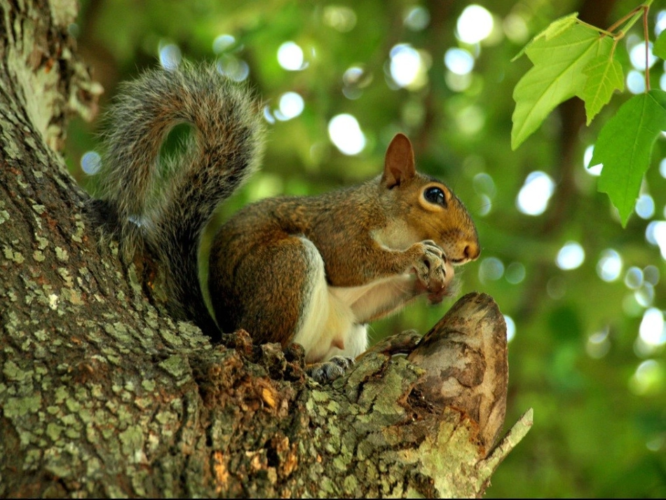 《松鼠》 (2)_第3页