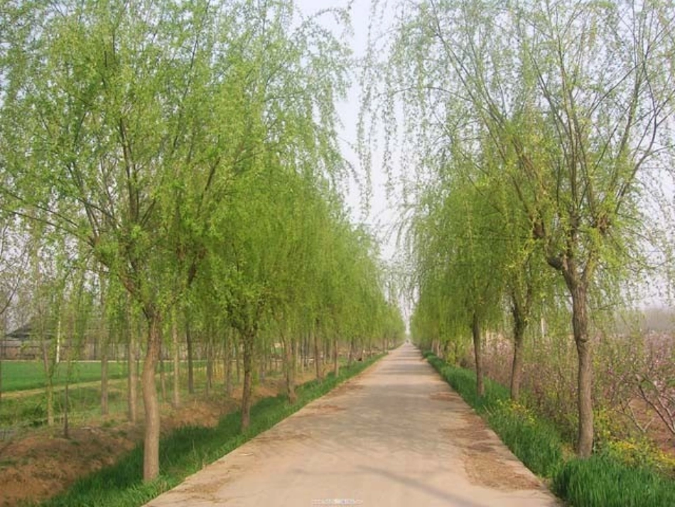 咏柳第一课时_第1页