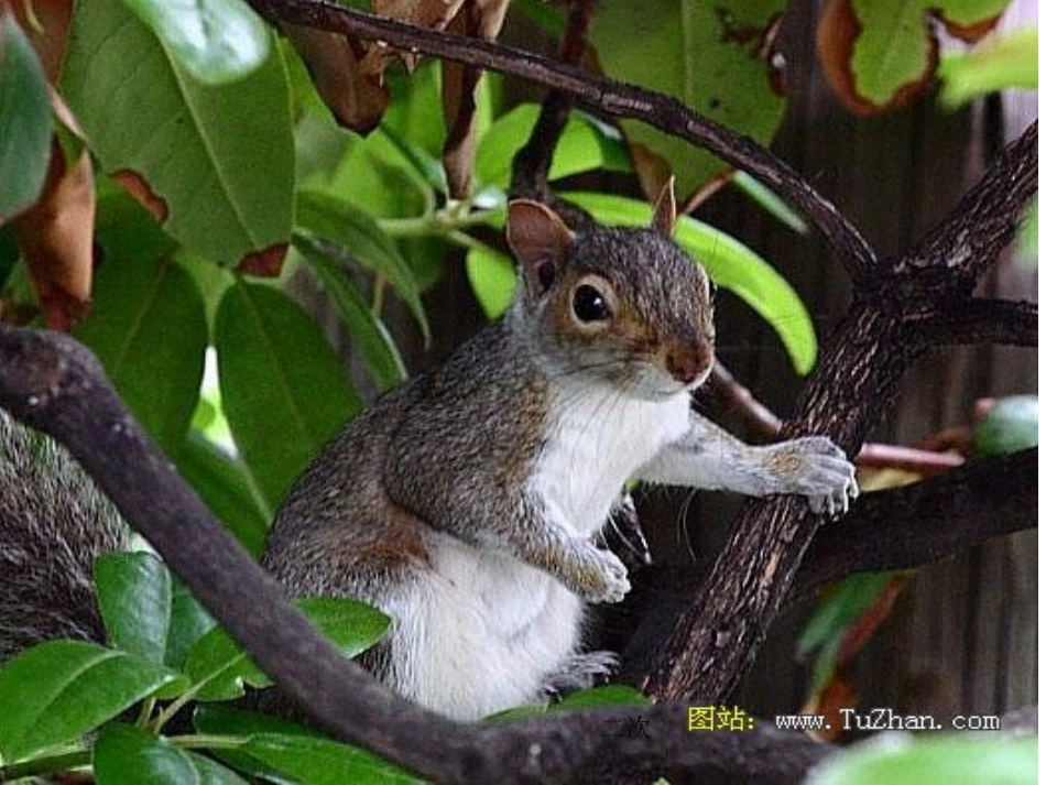 松鼠课件 (4)_第1页