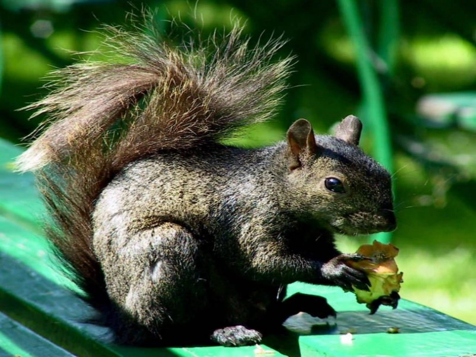 松鼠课件 (4)_第3页