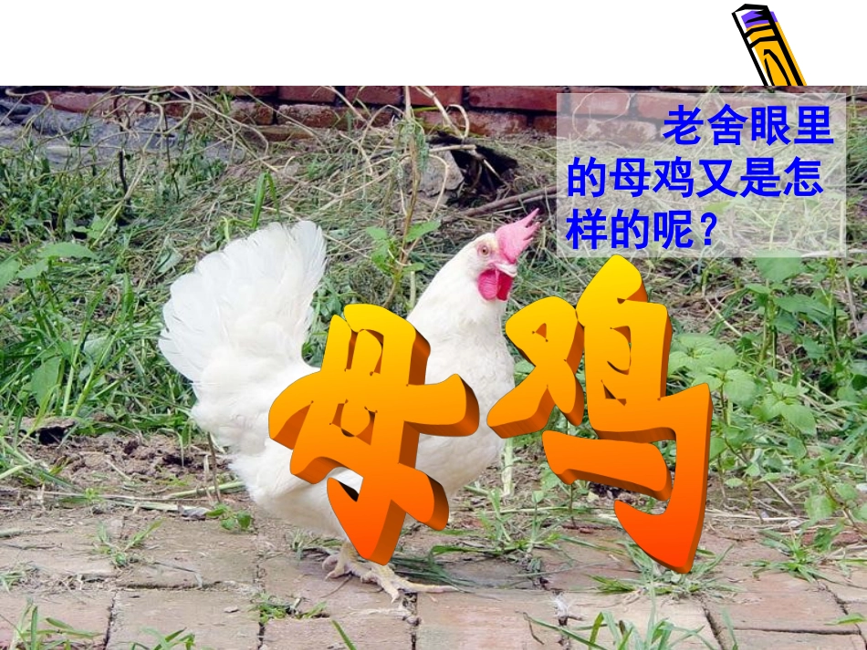母鸡 (2)_第1页