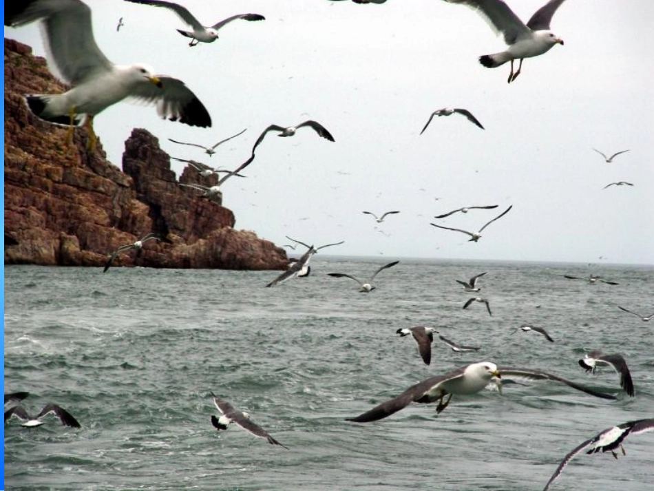 老人与海鸥 (2)_第1页