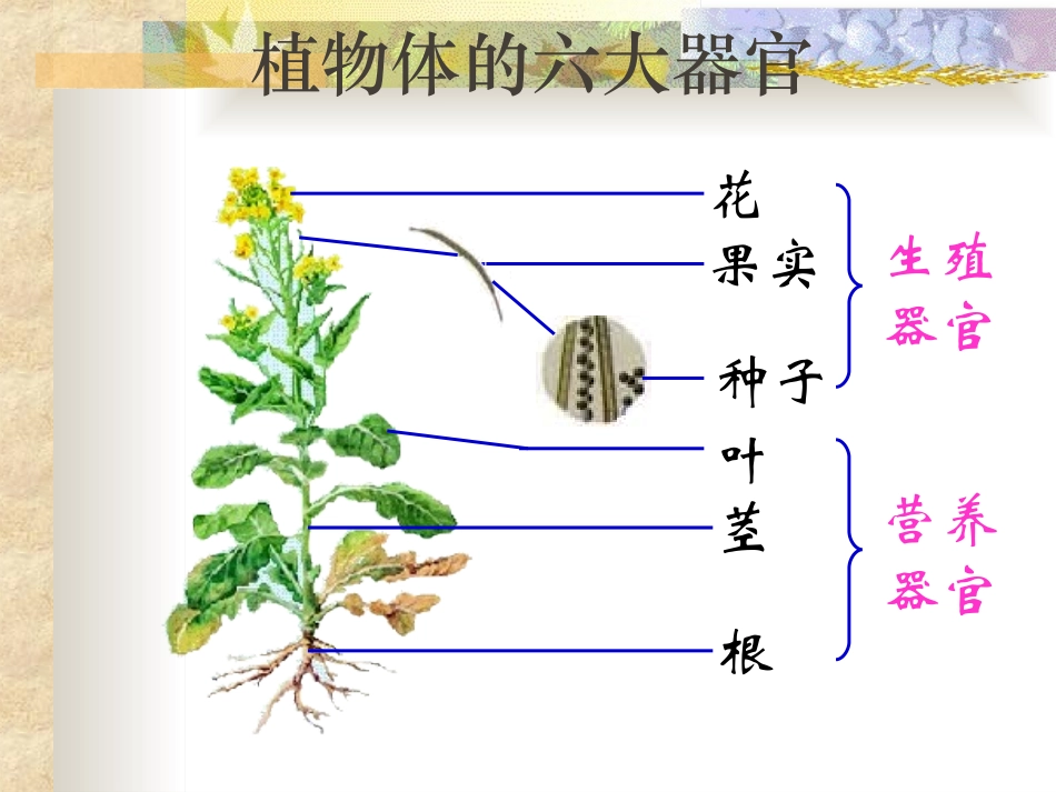 第二节植物体的结构层次2_第3页