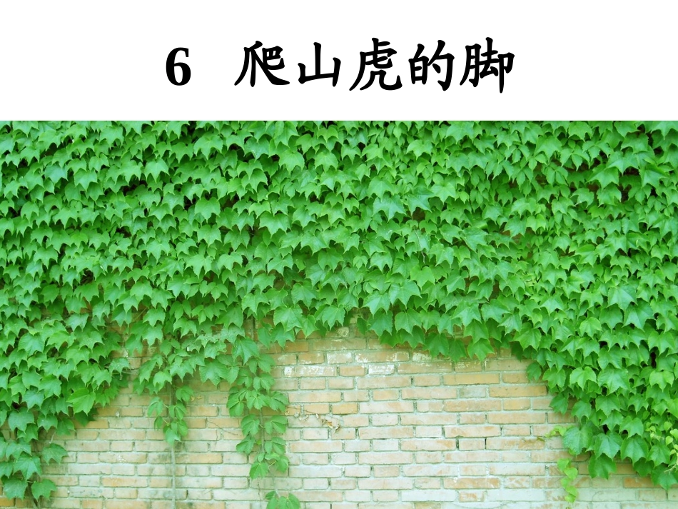 爬山虎的脚课件_第1页
