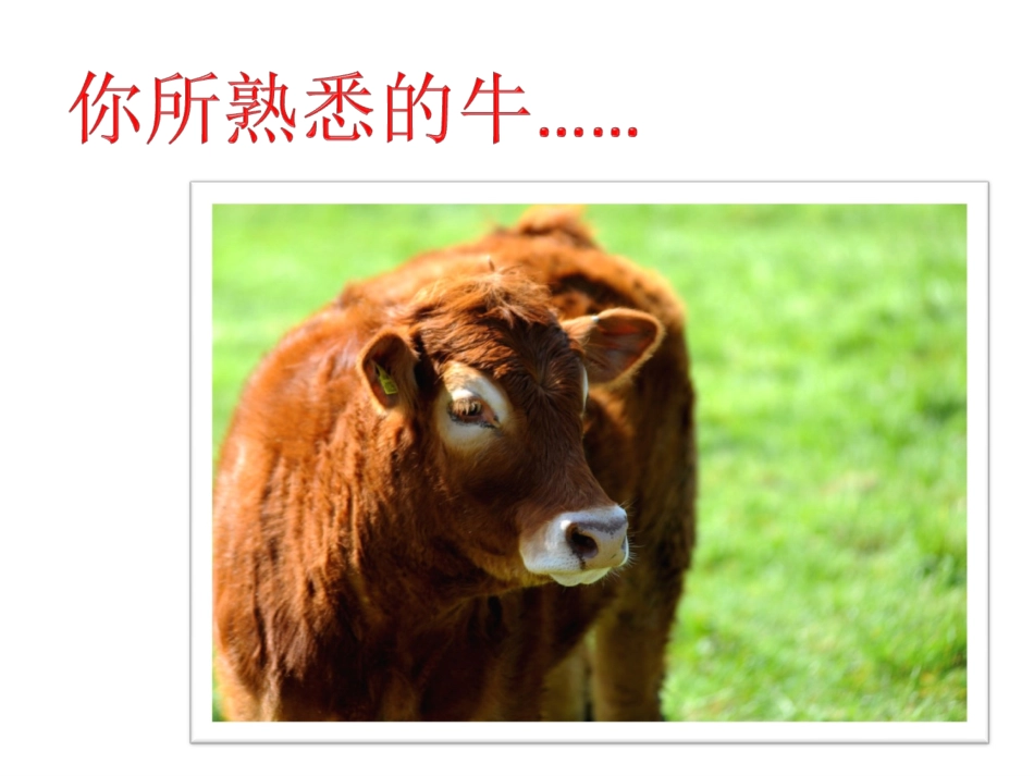 7骑牛比赛 (2)_第3页