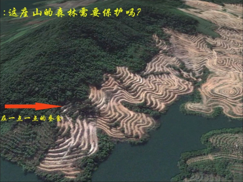 云雀的心愿课件_第2页