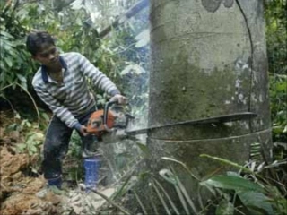 云雀的心愿课件