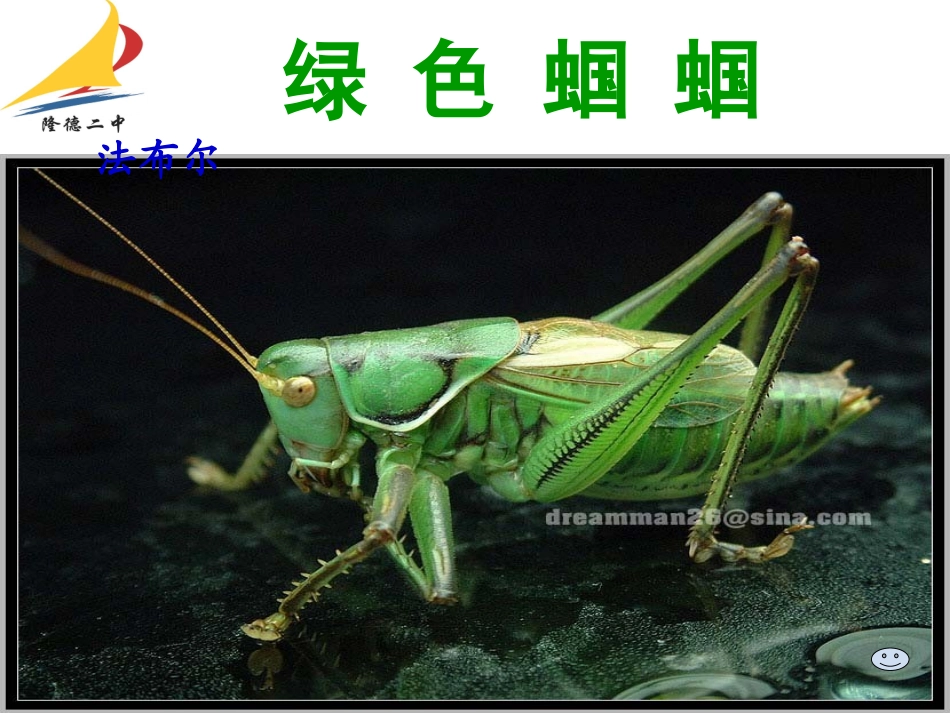 绿色蝈蝈 (3)_第2页
