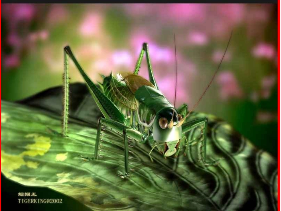 绿色蝈蝈 (3)_第3页