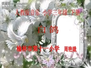 《白鸽》课件